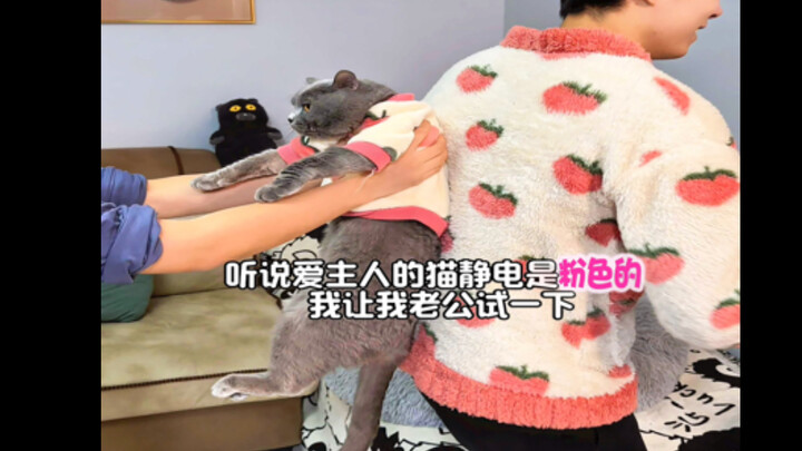 แมวที่บ้านคุณและไฟฟ้าสถิตของคุณมีสีอะไร?