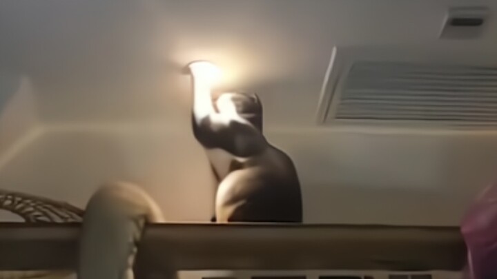 "A Grand Showcase of Cat Uses"