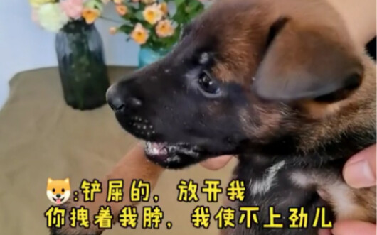 الشرطي الصغير وانغ طبعه حاد وناري! اليوم لما حاولنا نحقنه، كاد يعضني... يبدو أنه مش من النوع اللي بي