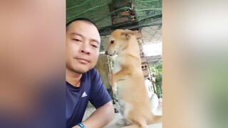 miền núi như Tôi chỉ có chó mèo làm bạn😍❤pet pets thúcưng chó_cưng chó cho
