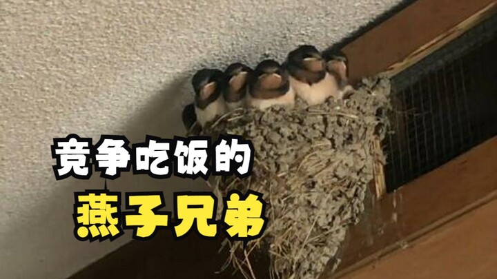 Six little swallows, from birth to adulthood!