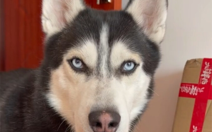 How to Prevent Your Dog from Being a Picky Eater