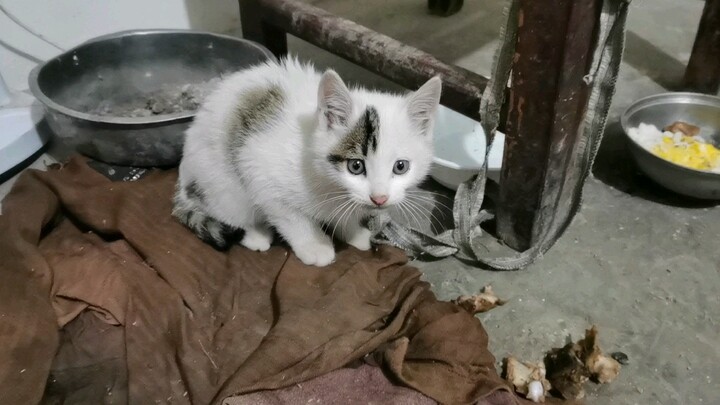 Nenek tetangga sebelah ngasih kucing kecil yang baru lahir sama nenekku yang udah 80 tahun...