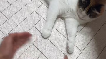 هل هذه القطة تعبث بي؟