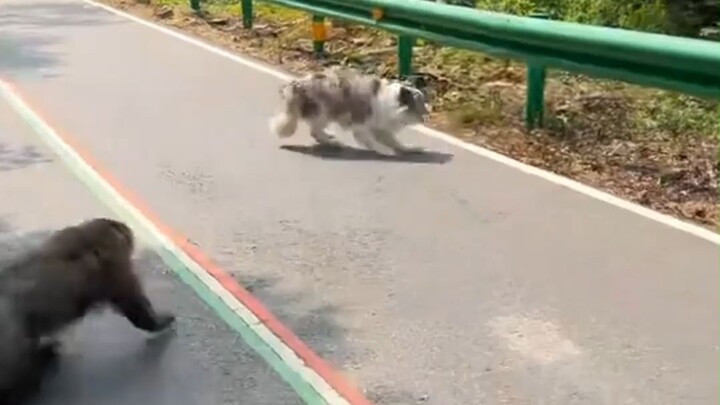 The dog was actually beaten badly by the monkey!