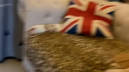 Về chuyện cún cưng nhà tôi không hài lòng với ốp điện thoại mới tôi làm