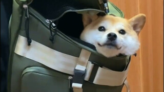 Konon katanya, orang yang imut akan tumbuh kepala anjing kecil di dalam ransel mereka lho.