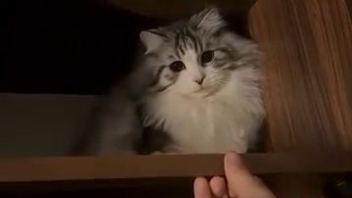 Cats being cats