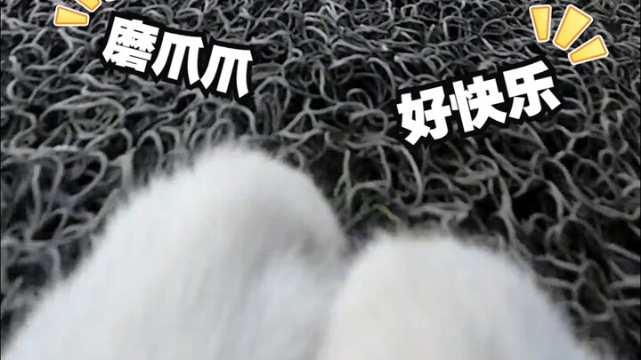 Meow~ The cat’s at it again, sharpening its claws today! Aunties, any nail salons you can recommend?