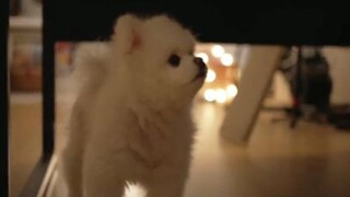 เวลากลางคืนของลูกแมวและลูกสุนัข