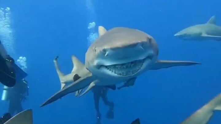 Tại sao cá mập chanh lại được gọi là cá mập chanh?