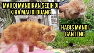 Masya Allah Kucing Allong Di Mandiin Jadi Ganteng Banget..!