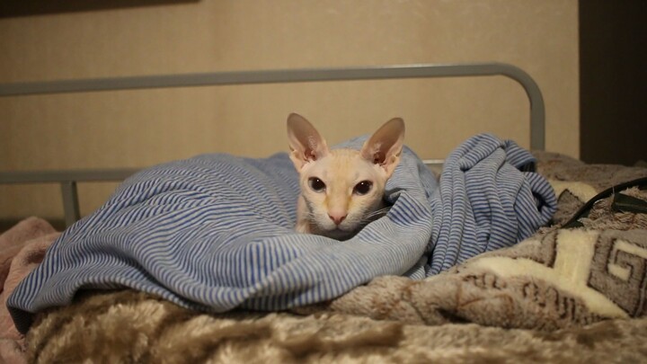 Checking new camera with sphinx