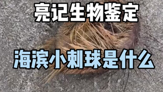 [Liangji Biological Identification] What is the seaside thorn ball?