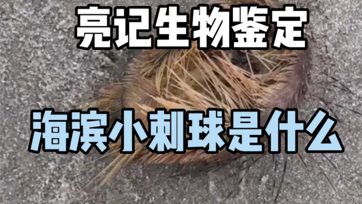 [Liangji Biological Identification] What is the seaside thorn ball?