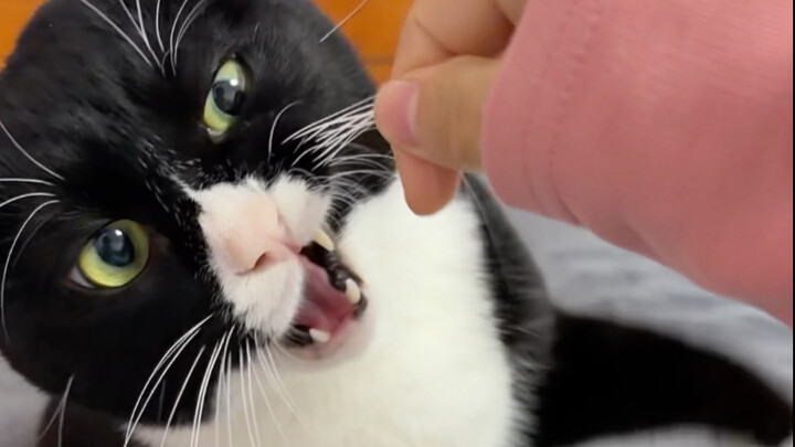 แบบทดสอบนิสัยของแมวเหมียว