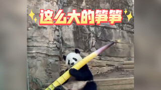 หน่อไม้ใหญ่ขนาดนี้ แมวยังกินไม่ถึงเลย