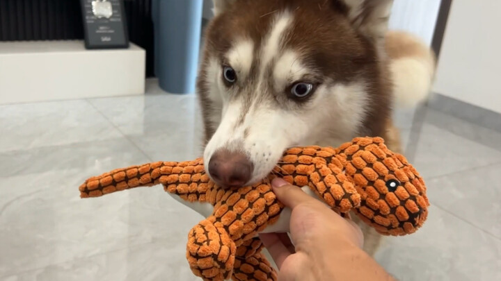 Anjing husky ingin bermain mainan, tapi tuannya tidak mau memberikannya; si husky pun mencoba cara l