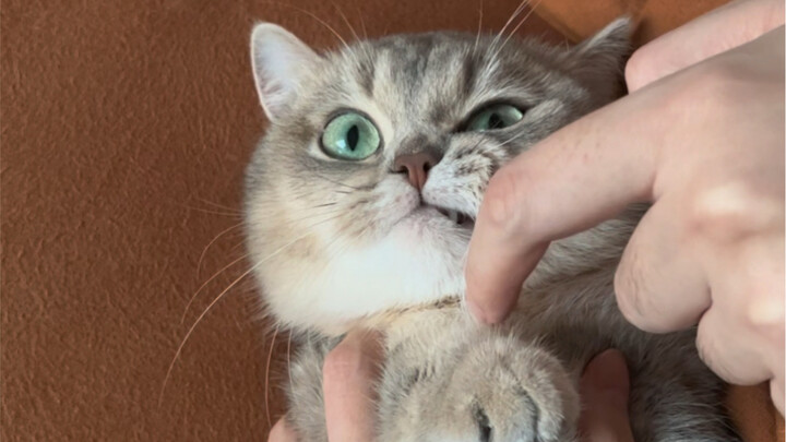 First, you’ll need a well-behaved cat.