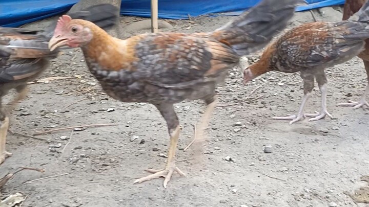 mga early bird Namin 2months old bulik dom