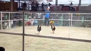 champion 3cocks gallera de balasan WWW