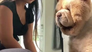 小姐姐养了只“毛绒玩具”般的松狮犬，看起来好好rua的样子！