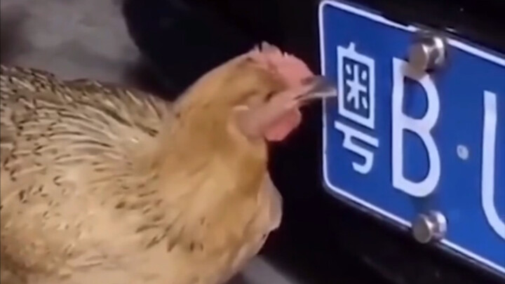 A Hilarious Roundup of Animals’ Silly & Confusing Behavior!