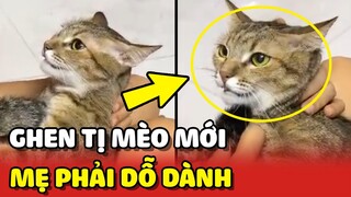 Chú mèo GHEN TỊ với mèo mới khiến mẹ phải DỖ DÀNH nửa ngày 😂 | Yêu Lu