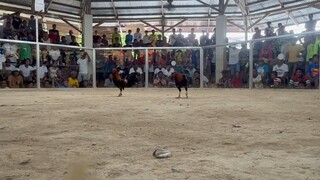 Talo 1x winner pula 🫡🐔
