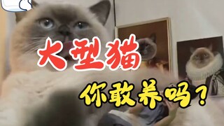 Mengapa manusia hanya bisa memelihara anjing besar, tetapi tidak kucing besar?