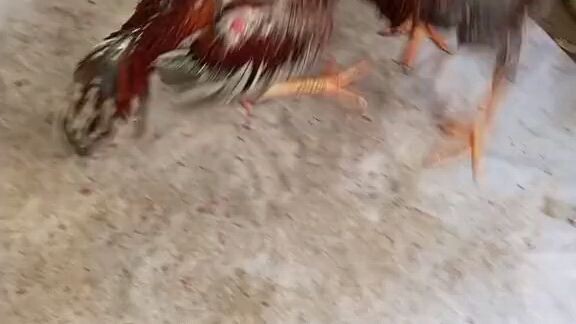 pawakan🐓🐓