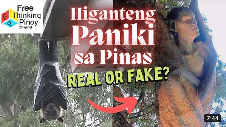 HIGANTING PANIKI SA PINAS😱😱