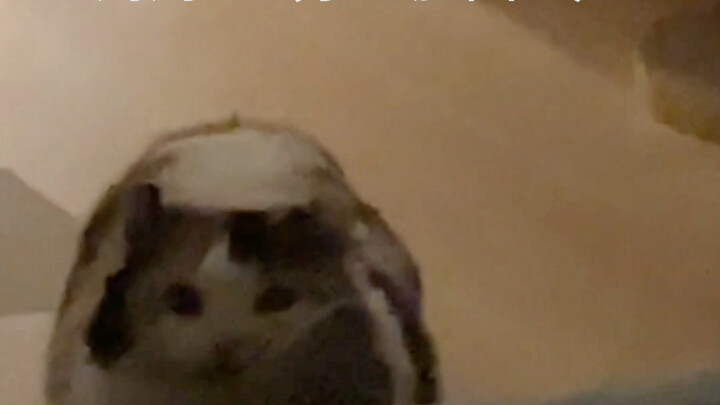 I wanna cry—I filmed a kitten calling me “Mom”!