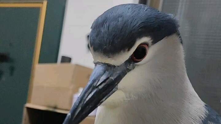 Immersive Dive into Night Master’s Chest