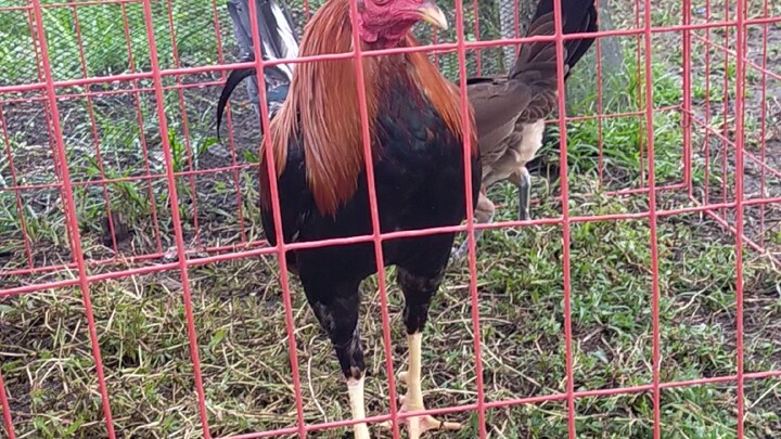 boston roundhead broodcock-lieper hatch hen for battle stags