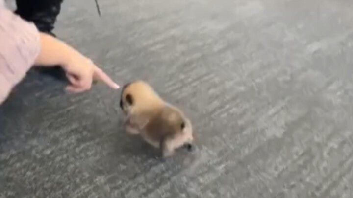 “🐶Why Does Everyone Bully Such a Cute Me?”