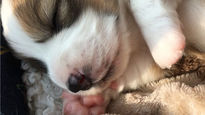 Karena tidak bisa keluar rumah, mari kita lihat bayi Corgi berjemur di bawah sinar matahari.