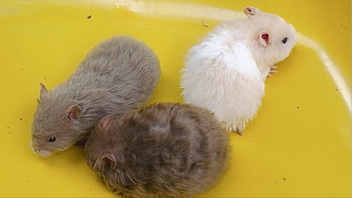 Fluffy Hamster