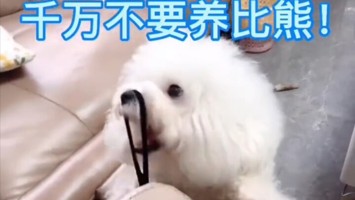 A Dog That Can Play with Rubber Bands