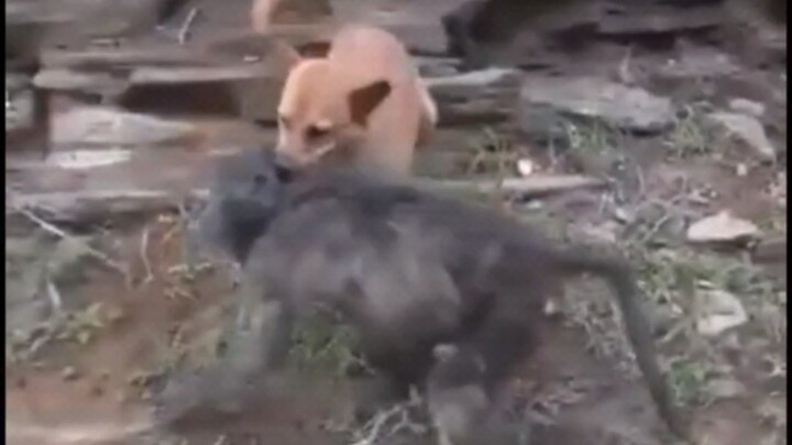 Kemungkinan penyebab kali terakhir monyet di India membantai semua anjing di seluruh desa