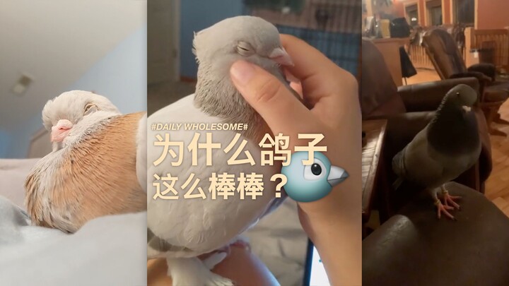 Why Are Pigeons So Awesome?