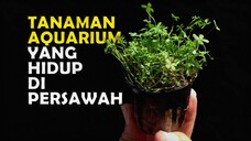 BERIKUT JENIS TANAMAN AQUASCAPE YANG HIDUP LIAR DI SAWAH