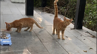 How hard can a stray cat work to find a home?