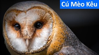 Cú mèo kêu - Tiếng chim cú mèo kêu hay nhất - con cú mèo kêu chuẩn - sound of owl