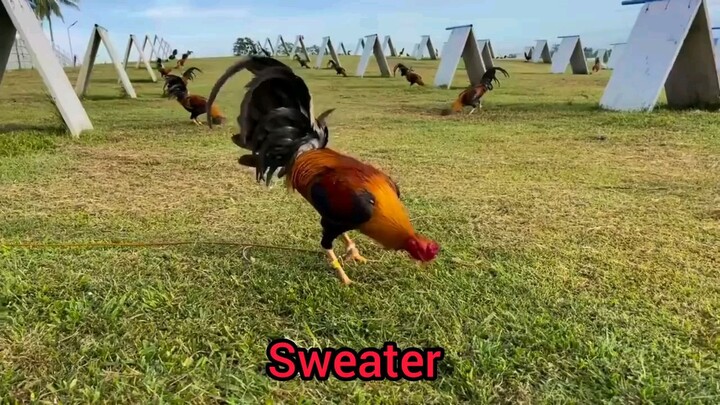 for intertainment purposes only    credits to the owner of this video