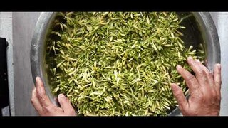 Món mới. Bông đu đủ đực muối chua. Dòn dòn chua chua ngọt ngọt rất ngon.Bếp cô tư tập.