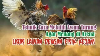 Pelatihan Ayam Jawara