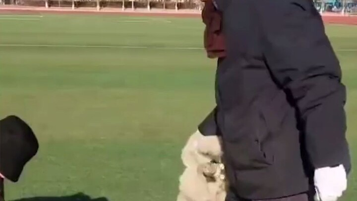 A white fox was spotted frolicking on the school playground and has now been caught. Students said, 