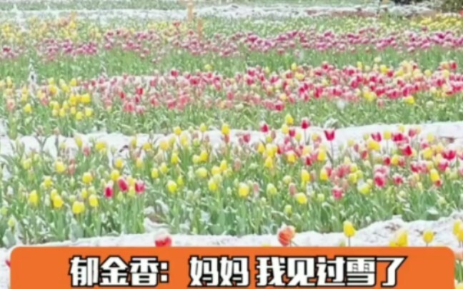 I hadn’t even had a chance to go out and admire the spring flowers yet, and they were already gone #