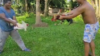 cock Vs cock